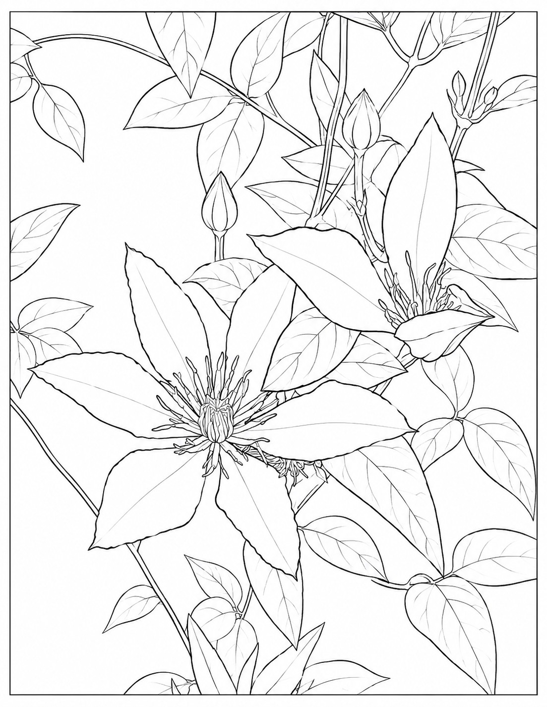 Large clematis flowers and buds growing through a leafy vine coloring page