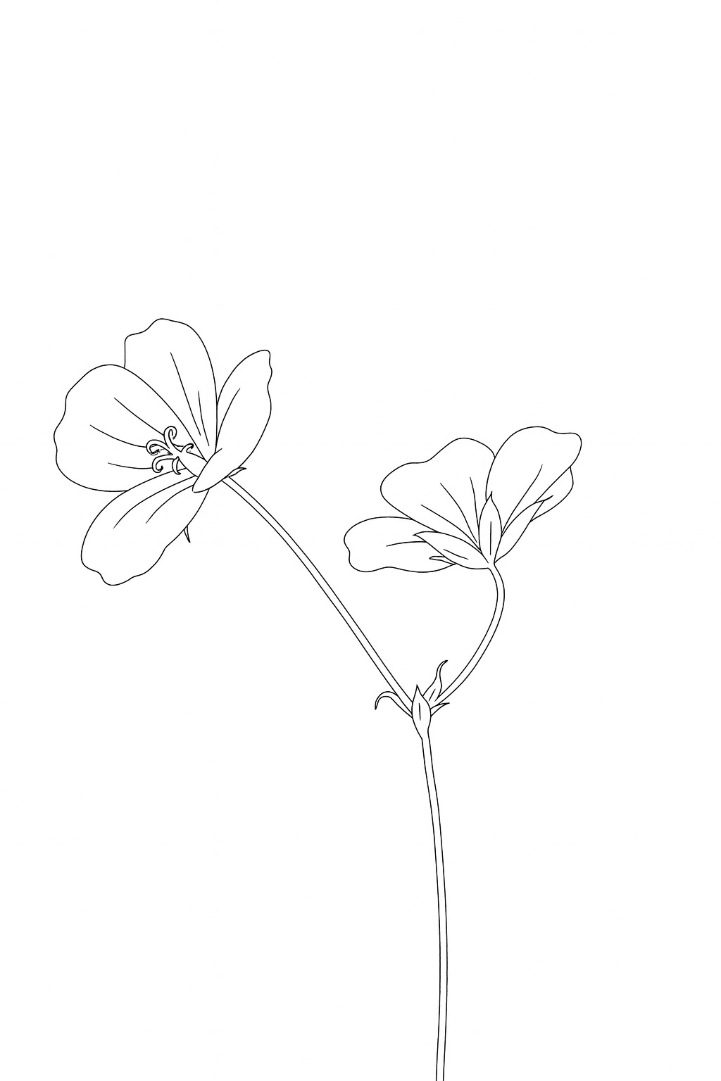 Black-and-white delicate wildflower pair printable coloring page