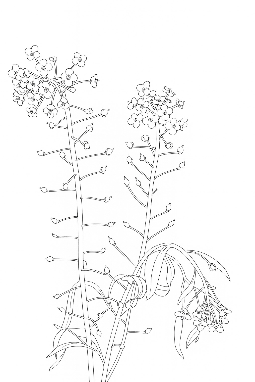 Black-and-white hollyhock stems printable coloring page