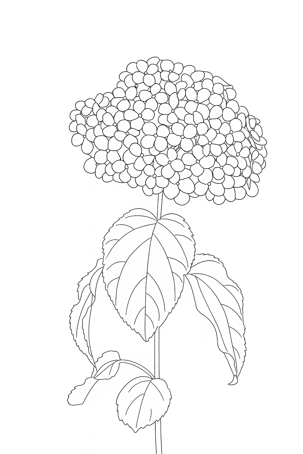 Black-and-white single hydrangea stem printable coloring page