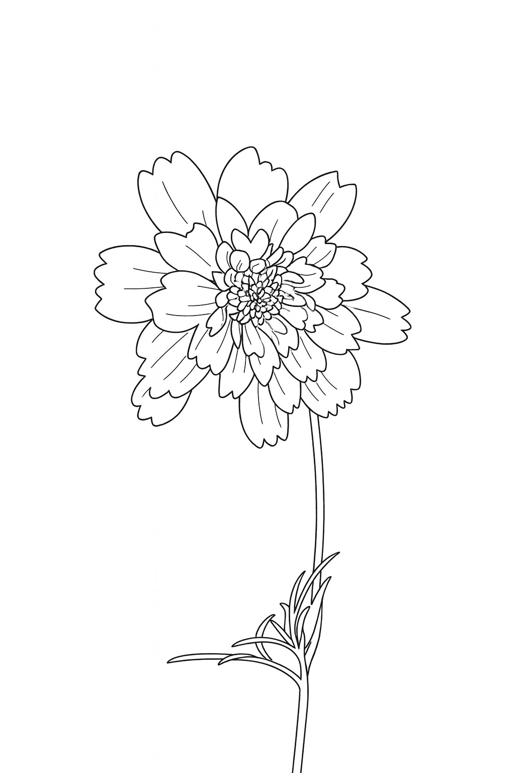 Black-and-white single zinnia study printable coloring page