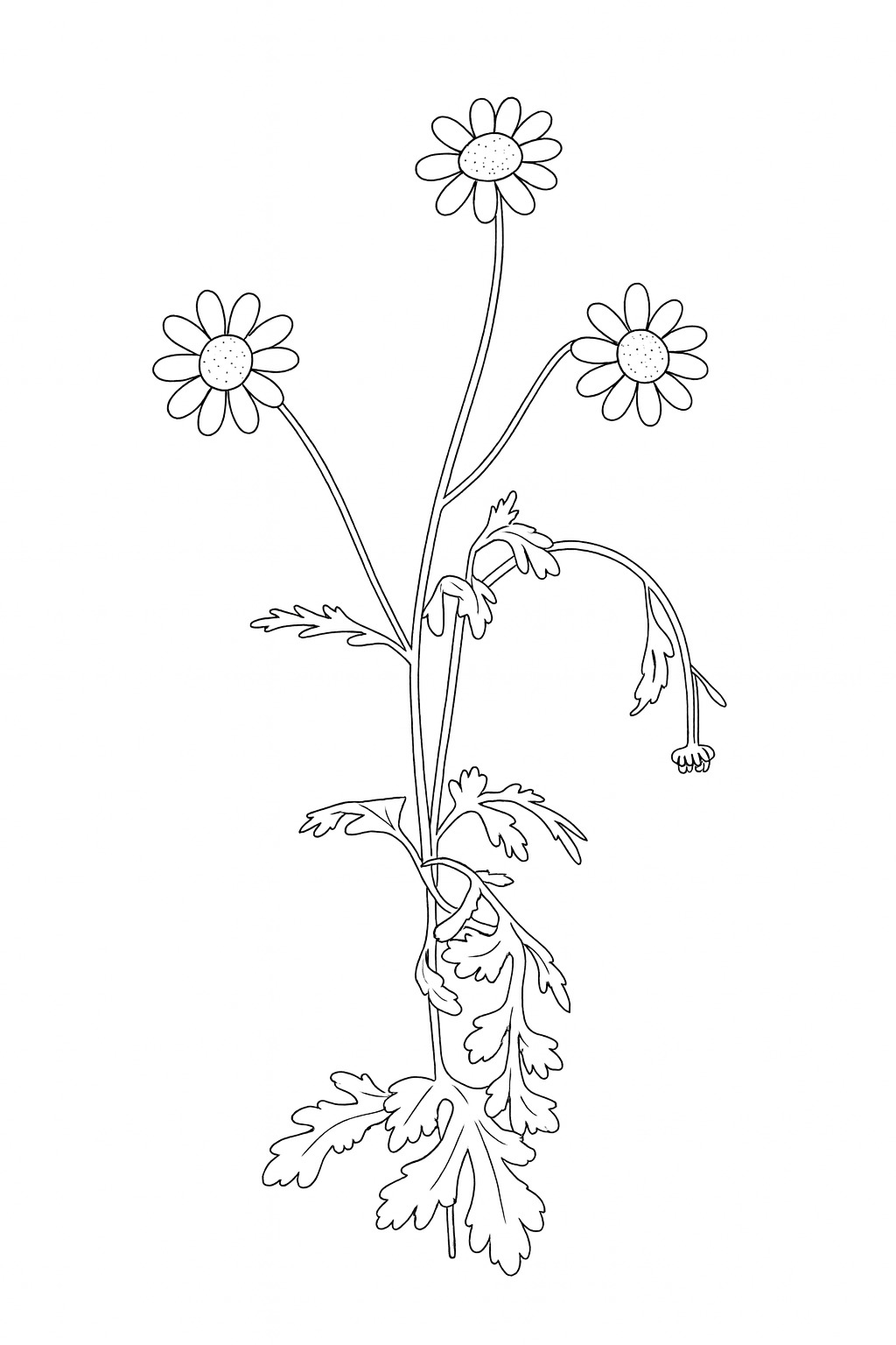 Black-and-white wild daisy stems printable coloring page