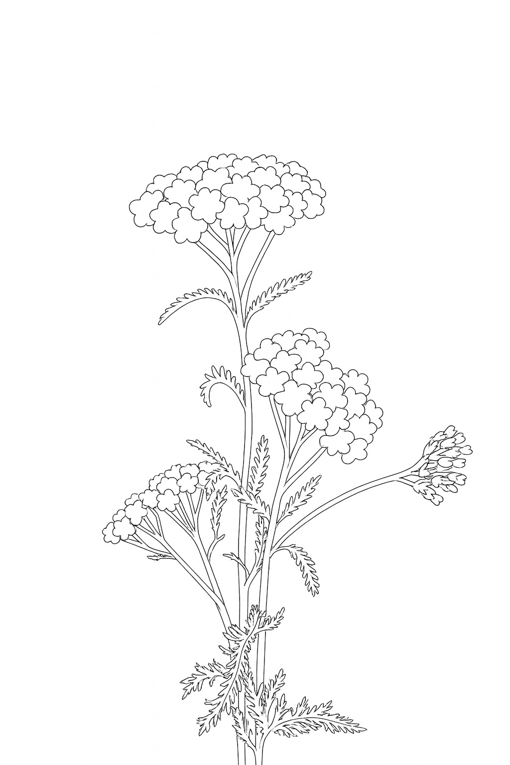 Black-and-white yarrow botanical stems printable coloring page